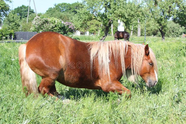 00781960---palomino-horse-lying-down-field-27865243.jpg