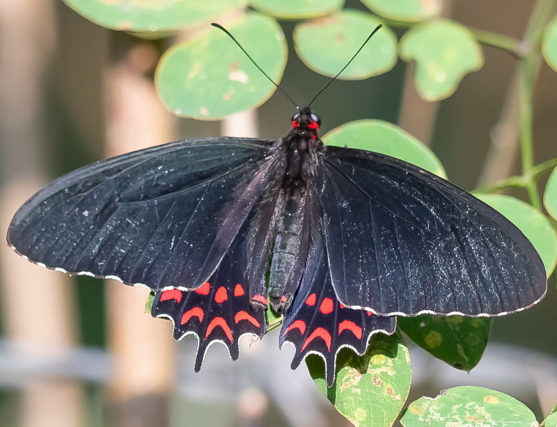 Parides photinus.jpg