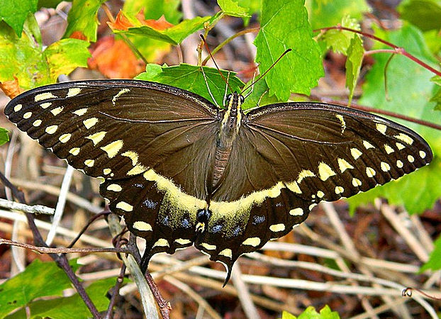 Papilio palamedes.jpg