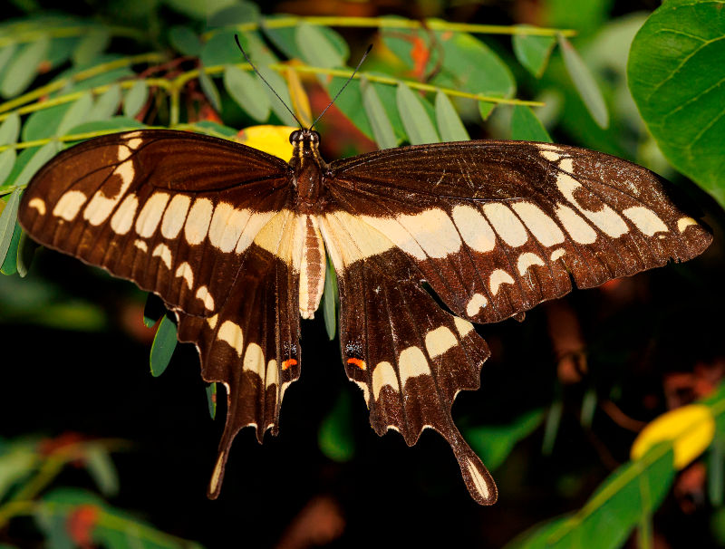 Papilio thoas.jpg