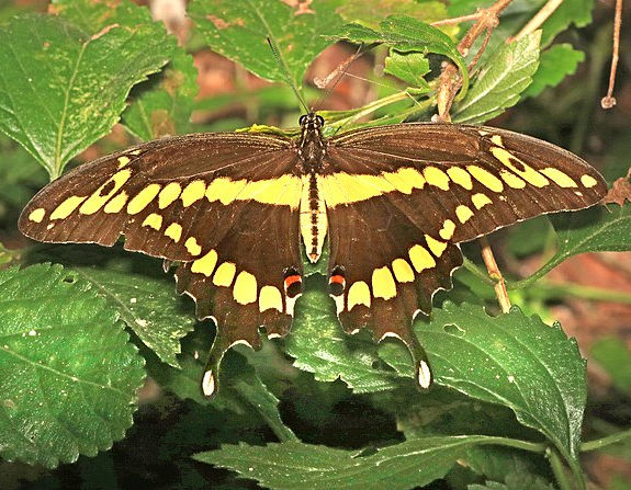 Papilio cresphontes.jpg