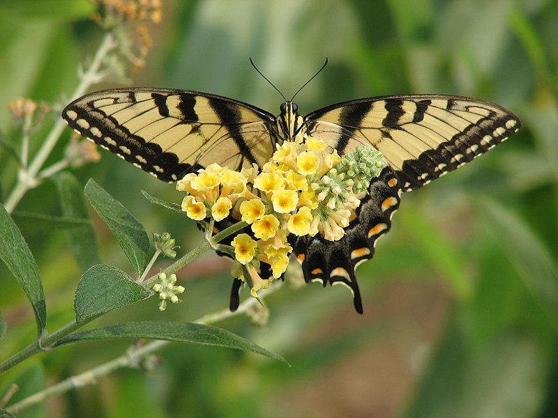 Papilio glaucus.jpg