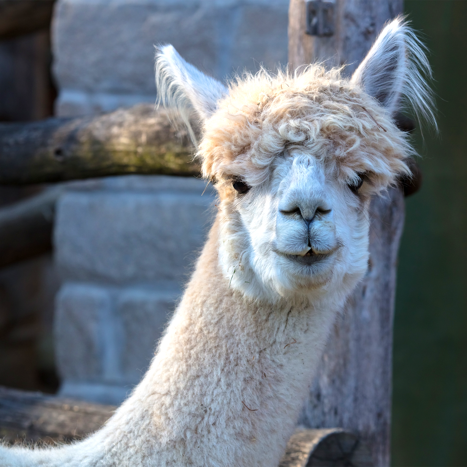 alpaca.png