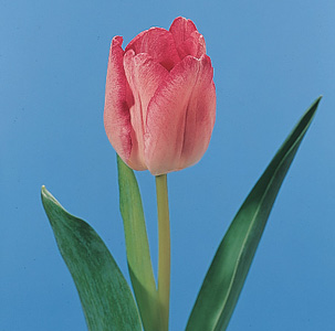 tulip.jpg