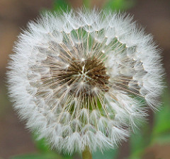 dandelion.jpg