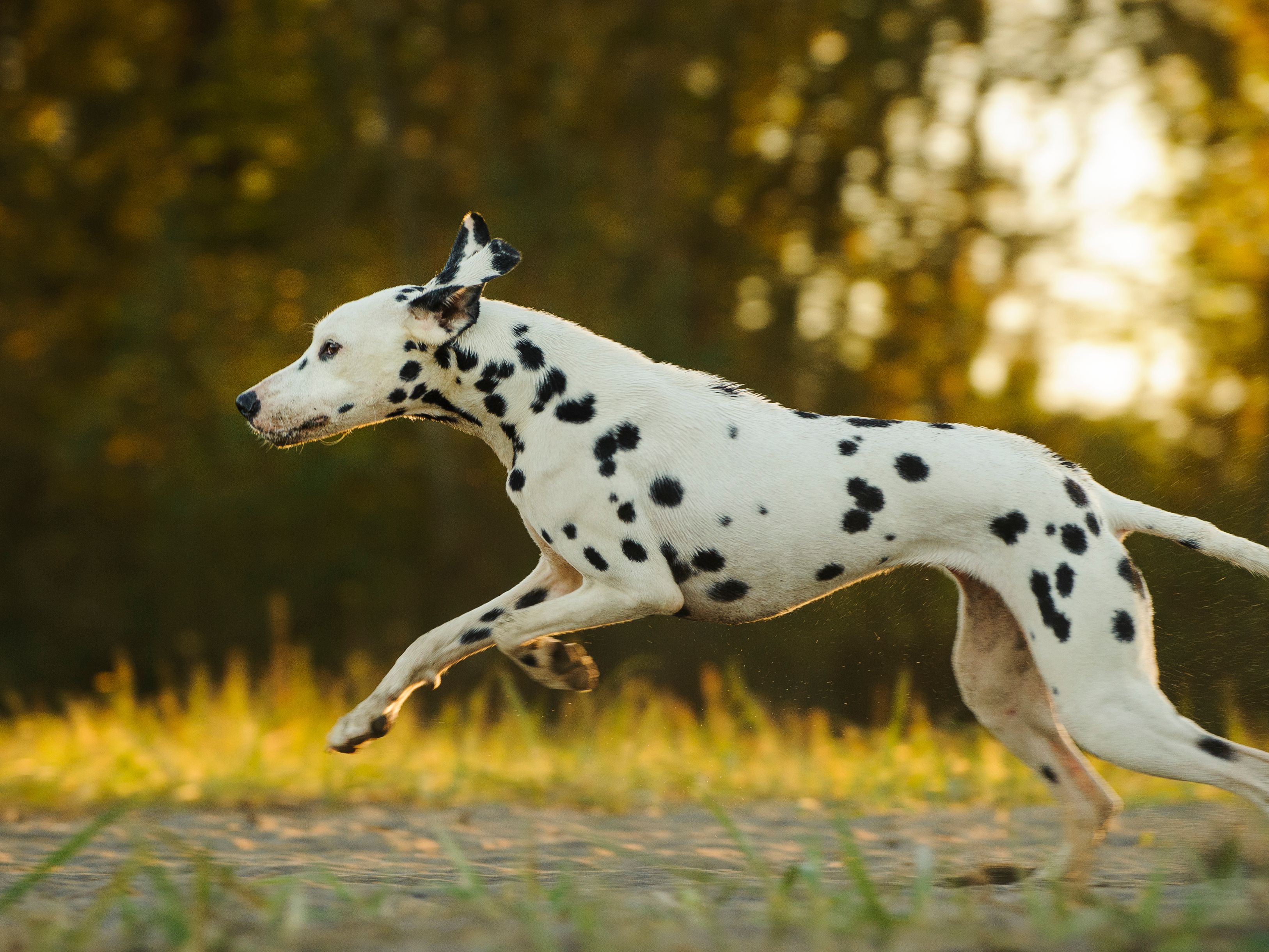 dalmatian.jpg