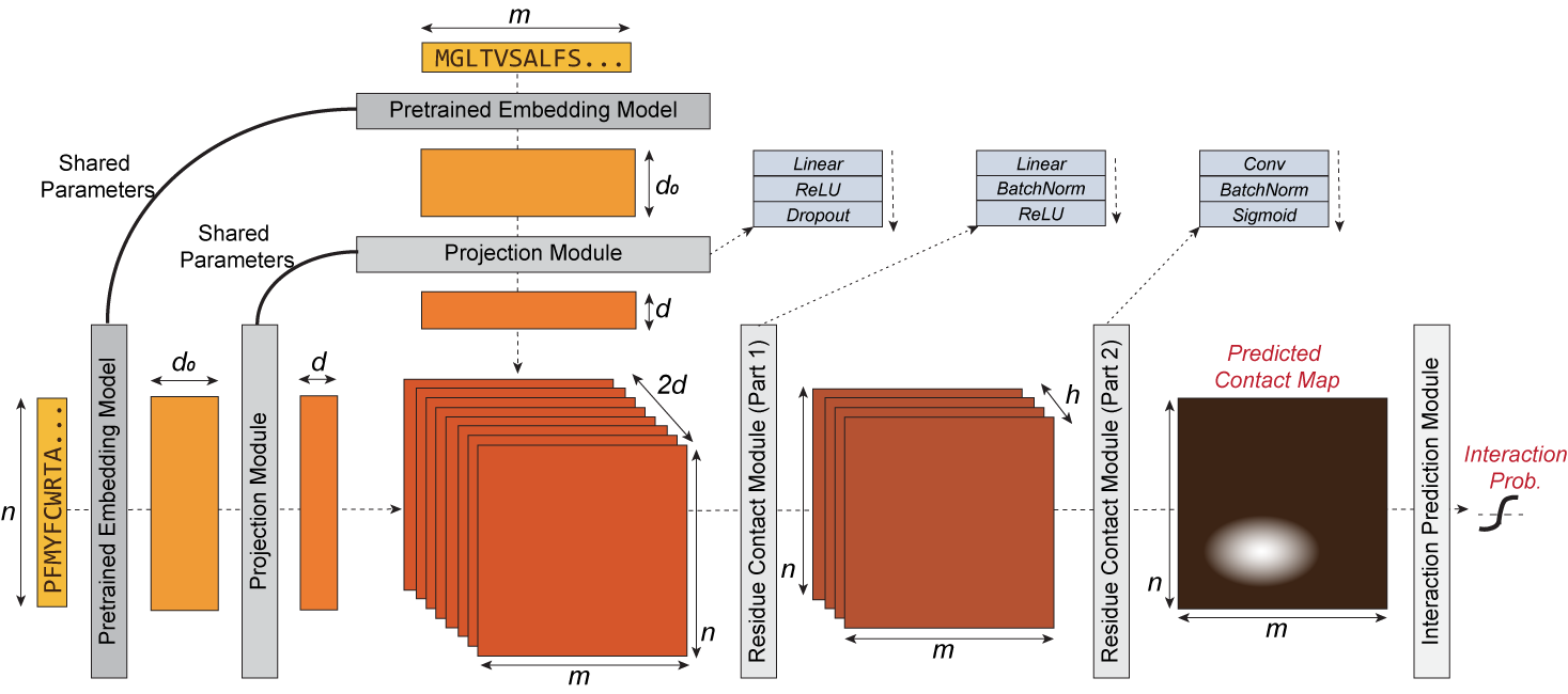 dscript_architecture1.png