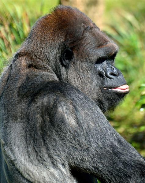 gorilla