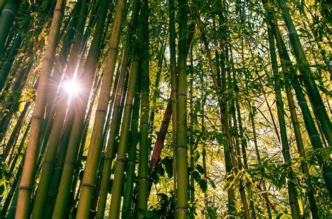 Bamboo