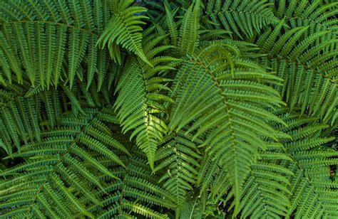 Boston fern