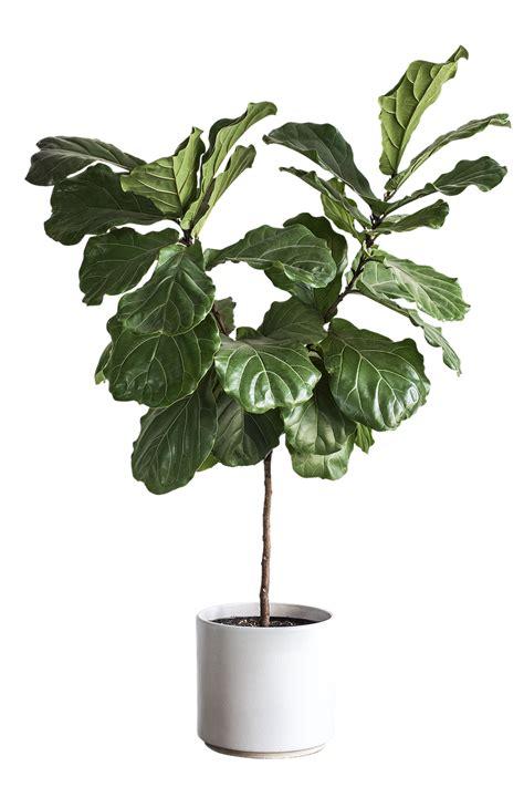 Fiddle leaf fig