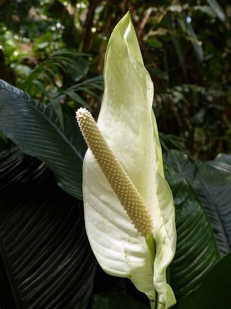 Monstera deliciosa