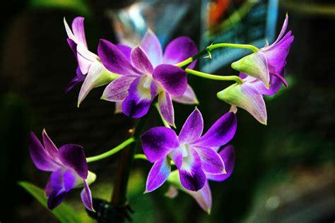 Orchids