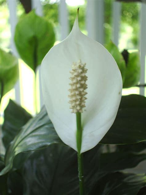 Peace lily