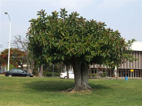 Rubber plant