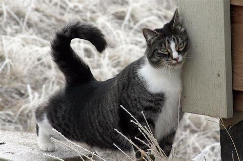 American Shorthair